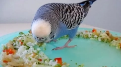 Niż karmienie falistymi papugami oprócz jedzenia, co jeszcze dać papugę